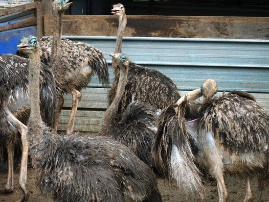 Ostrich Farm